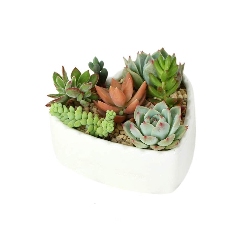 JHNIF 2pcs Heart-Shaped Pure White Ceramic Cactus Succulent Plant Pots. - Image 2